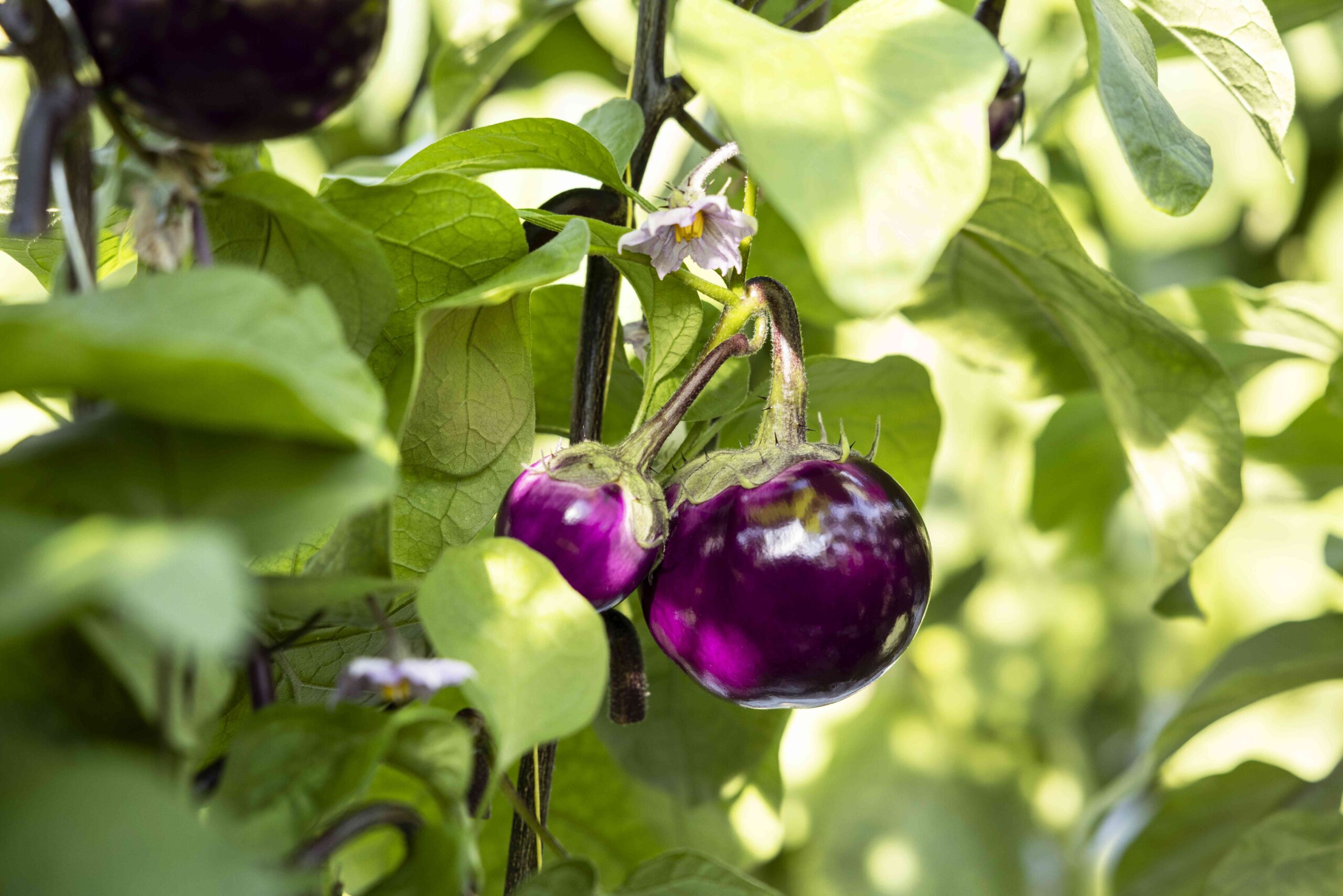 pallada aubergine (1)